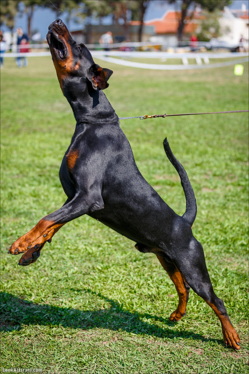 Выставка собак в Канот, Израиль. Доберманы, колли, пинчер, корги, пудель | LookAtIsrael.com - Фото путешествия по Израилю