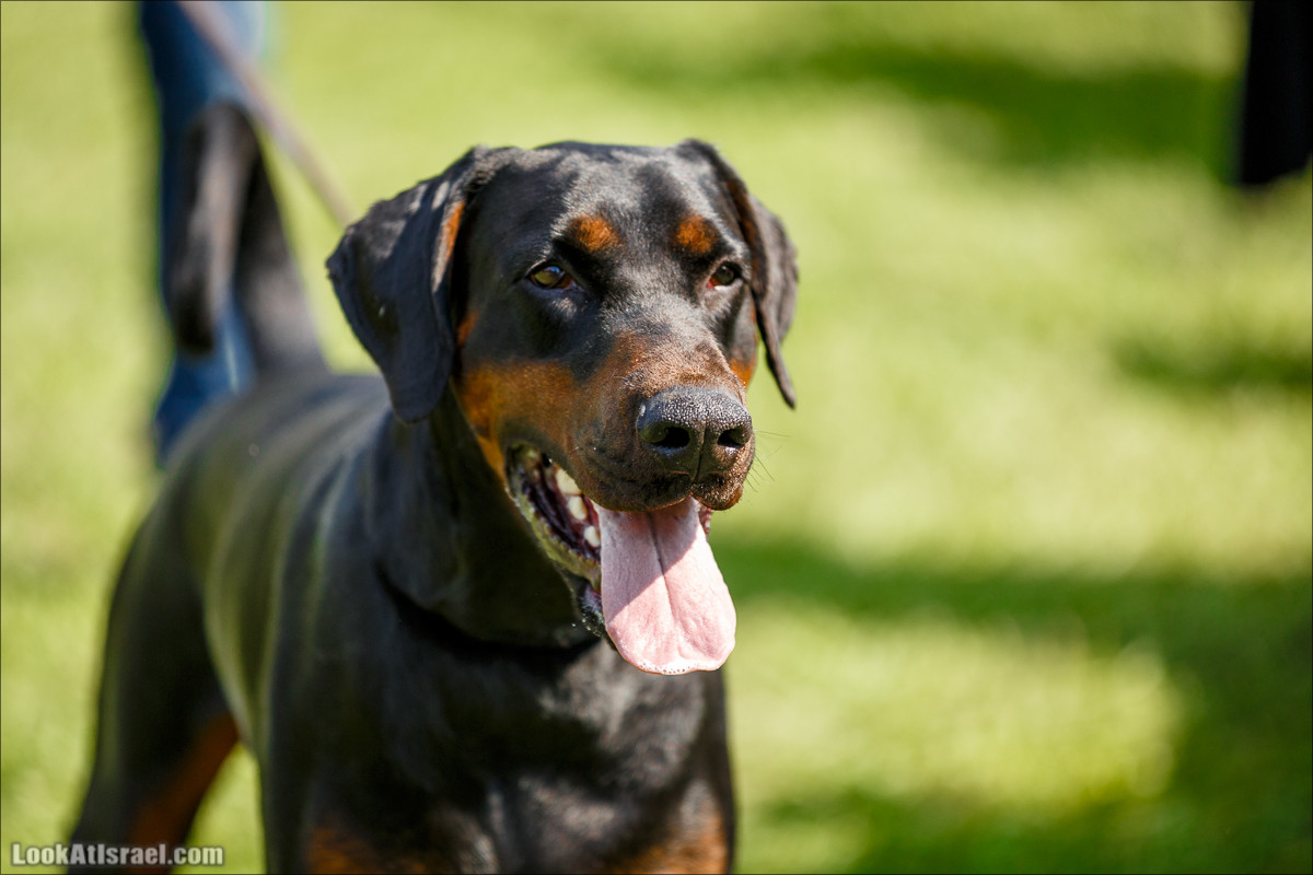 Выставка собак в Канот, Израиль. Доберманы, колли, пинчер, корги, пудель | LookAtIsrael.com - Фото путешествия по Израилю