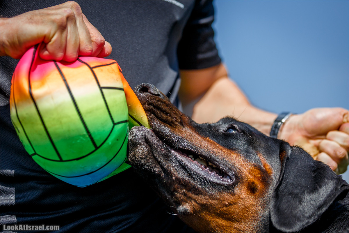 Выставка собак в Канот, Израиль. Доберманы, колли, пинчер, корги, пудель | LookAtIsrael.com - Фото путешествия по Израилю