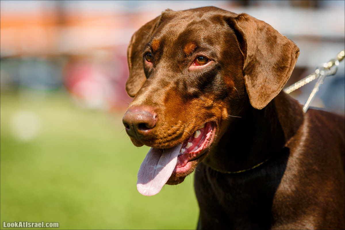 Выставка собак в Канот, Израиль. Доберманы, колли, пинчер, корги, пудель | LookAtIsrael.com - Фото путешествия по Израилю