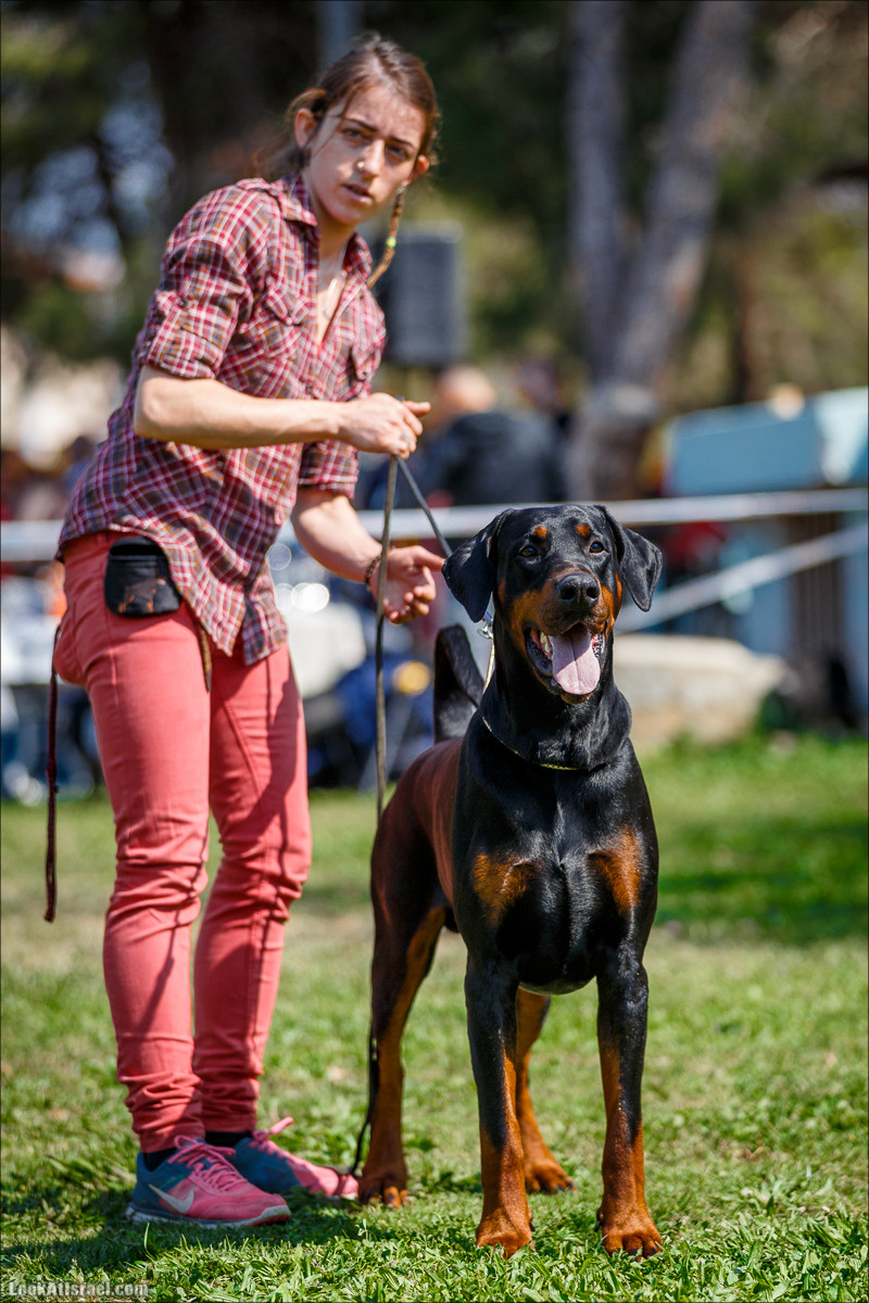 Выставка собак в Канот, Израиль. Доберманы, колли, пинчер, корги, пудель | LookAtIsrael.com - Фото путешествия по Израилю