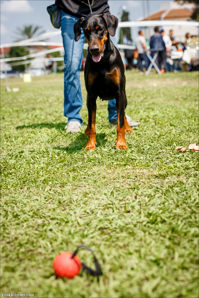 Выставка собак в Канот, Израиль. Доберманы, колли, пинчер, корги, пудель | LookAtIsrael.com - Фото путешествия по Израилю