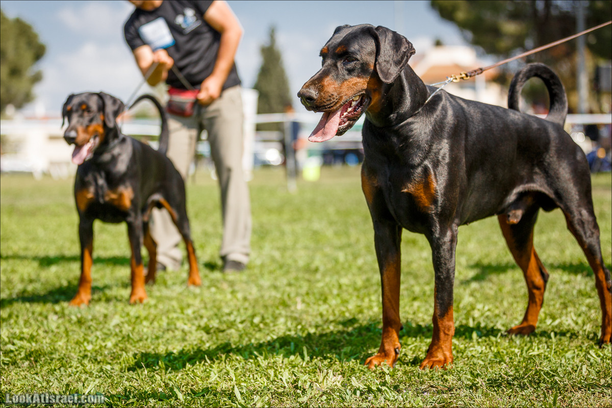 Выставка собак в Канот, Израиль. Доберманы, колли, пинчер, корги, пудель | LookAtIsrael.com - Фото путешествия по Израилю