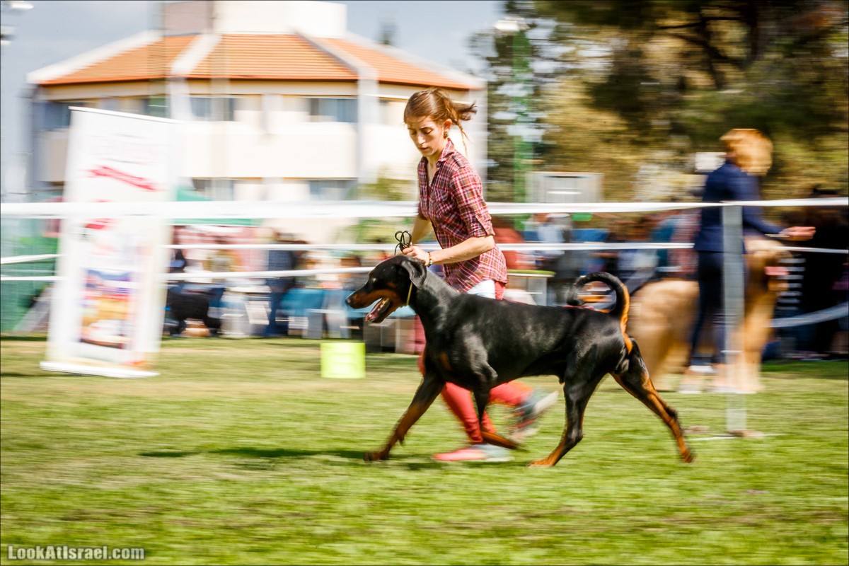Выставка собак в Канот, Израиль. Доберманы, колли, пинчер, корги, пудель | LookAtIsrael.com - Фото путешествия по Израилю