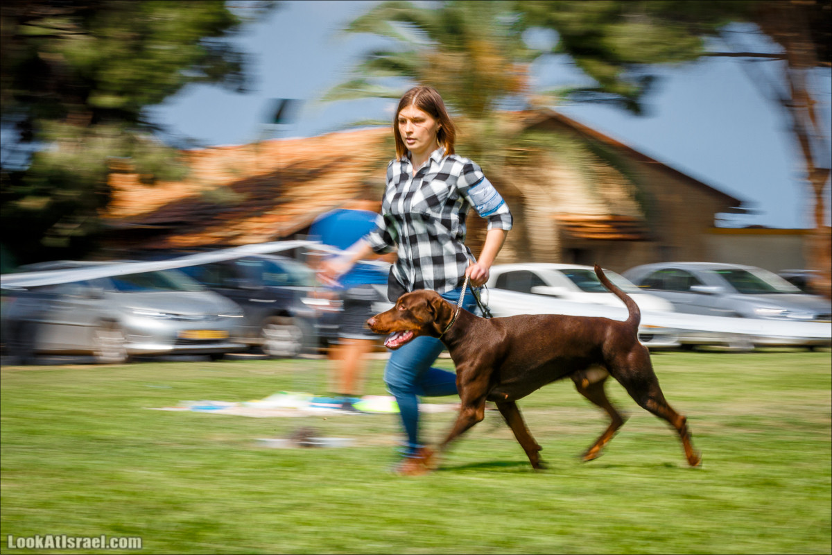 Выставка собак в Канот, Израиль. Доберманы, колли, пинчер, корги, пудель | LookAtIsrael.com - Фото путешествия по Израилю