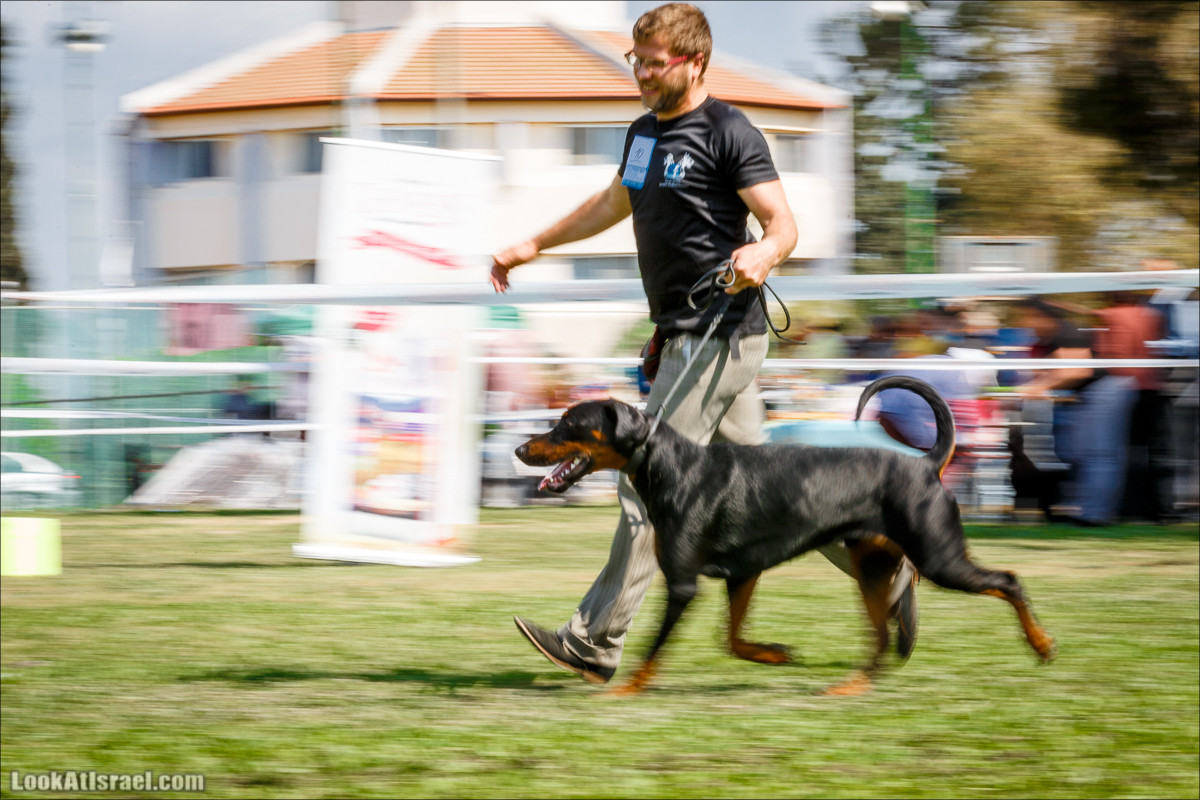 Выставка собак в Канот, Израиль. Доберманы, колли, пинчер, корги, пудель | LookAtIsrael.com - Фото путешествия по Израилю