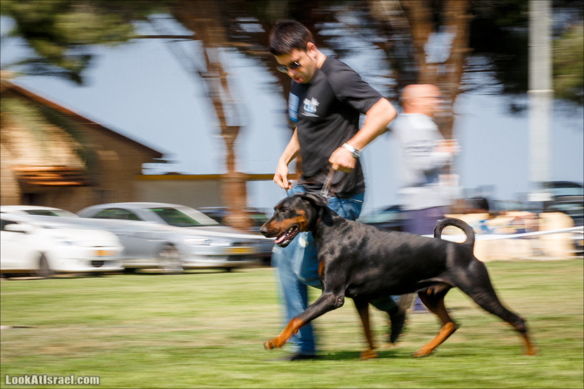 Выставка собак в Канот, Израиль. Доберманы, колли, пинчер, корги, пудель | LookAtIsrael.com - Фото путешествия по Израилю