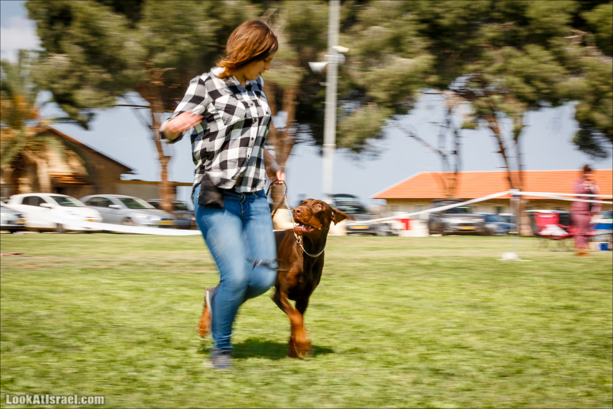 Выставка собак в Канот, Израиль. Доберманы, колли, пинчер, корги, пудель | LookAtIsrael.com - Фото путешествия по Израилю