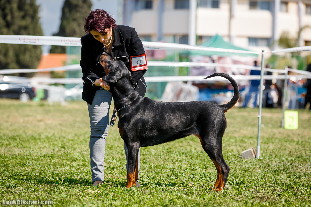 Выставка собак в Канот, Израиль. Доберманы, колли, пинчер, корги, пудель | LookAtIsrael.com - Фото путешествия по Израилю
