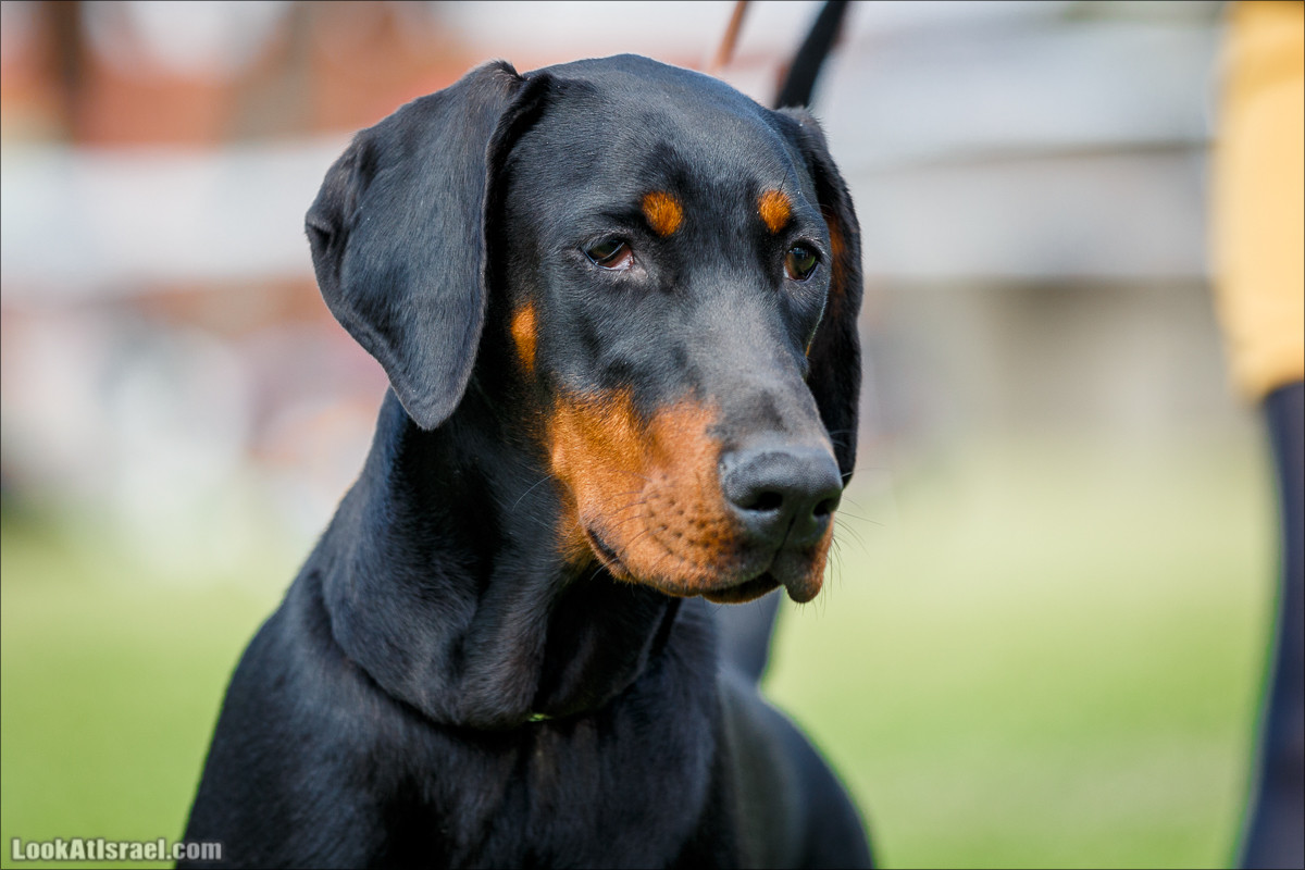 Выставка собак в Канот, Израиль. Доберманы, колли, пинчер, корги, пудель | LookAtIsrael.com - Фото путешествия по Израилю