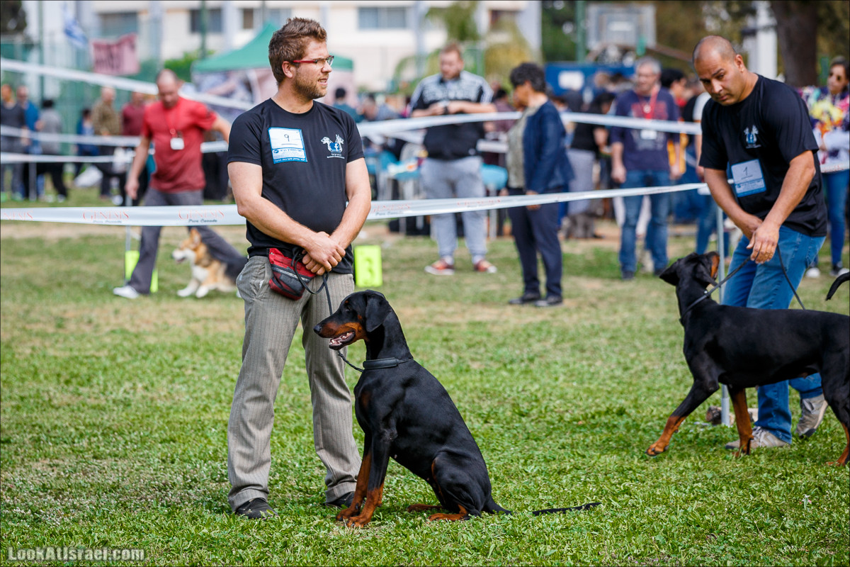 Выставка собак в Канот, Израиль. Доберманы, колли, пинчер, корги, пудель | LookAtIsrael.com - Фото путешествия по Израилю