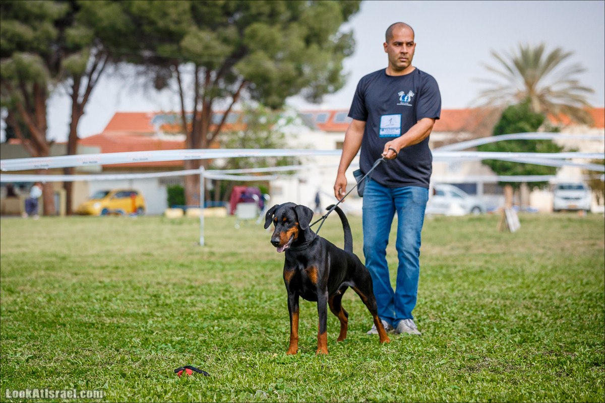 Выставка собак в Канот, Израиль. Доберманы, колли, пинчер, корги, пудель | LookAtIsrael.com - Фото путешествия по Израилю