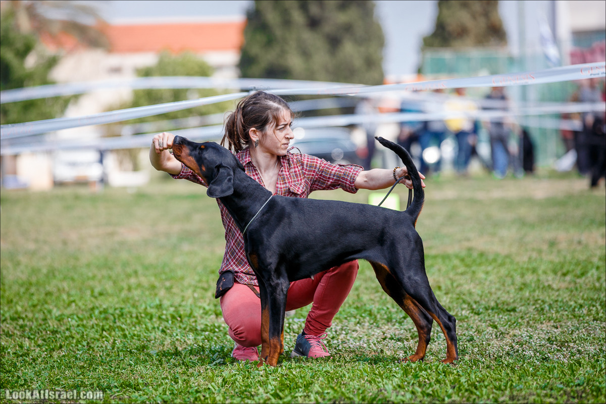 Выставка собак в Канот, Израиль. Доберманы, колли, пинчер, корги, пудель | LookAtIsrael.com - Фото путешествия по Израилю
