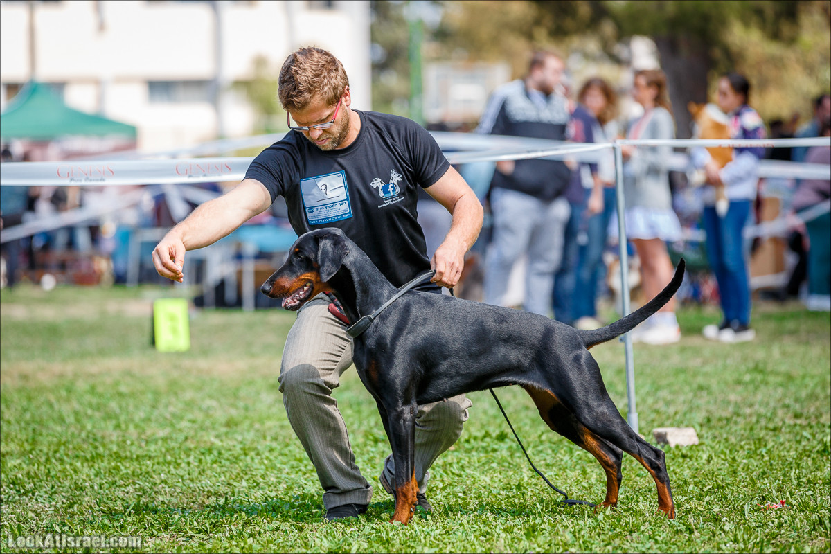 Выставка собак в Канот, Израиль. Доберманы, колли, пинчер, корги, пудель | LookAtIsrael.com - Фото путешествия по Израилю