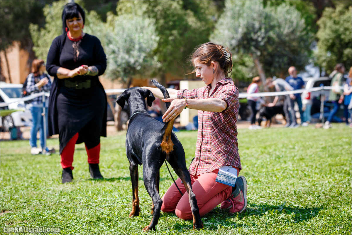 Выставка собак в Канот, Израиль. Доберманы, колли, пинчер, корги, пудель | LookAtIsrael.com - Фото путешествия по Израилю