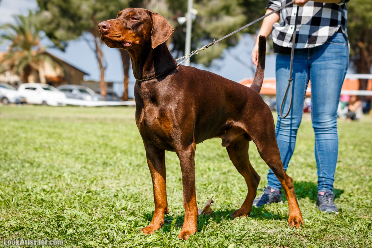 Выставка собак в Канот, Израиль. Доберманы, колли, пинчер, корги, пудель | LookAtIsrael.com - Фото путешествия по Израилю
