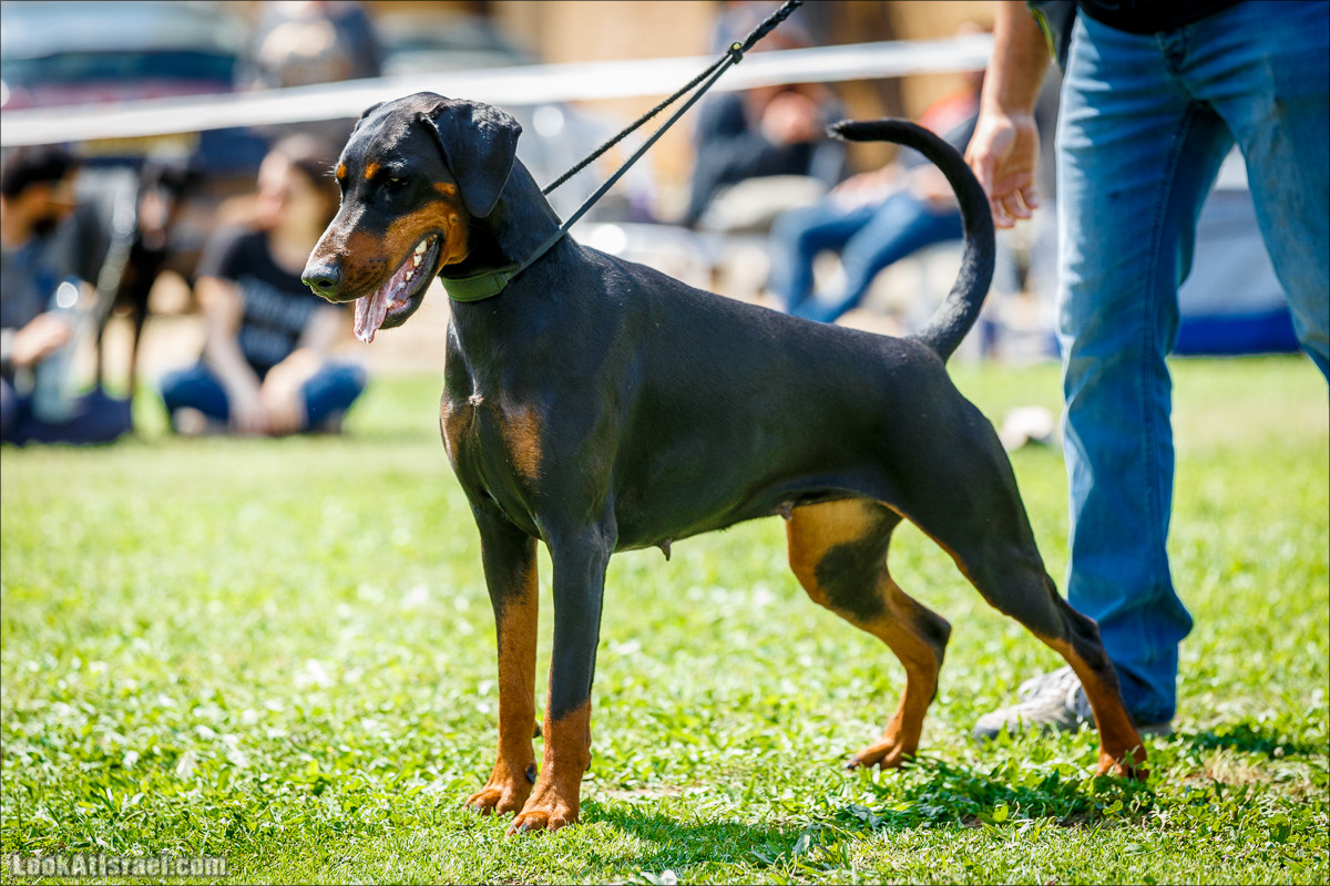 Выставка собак в Канот, Израиль. Доберманы, колли, пинчер, корги, пудель | LookAtIsrael.com - Фото путешествия по Израилю