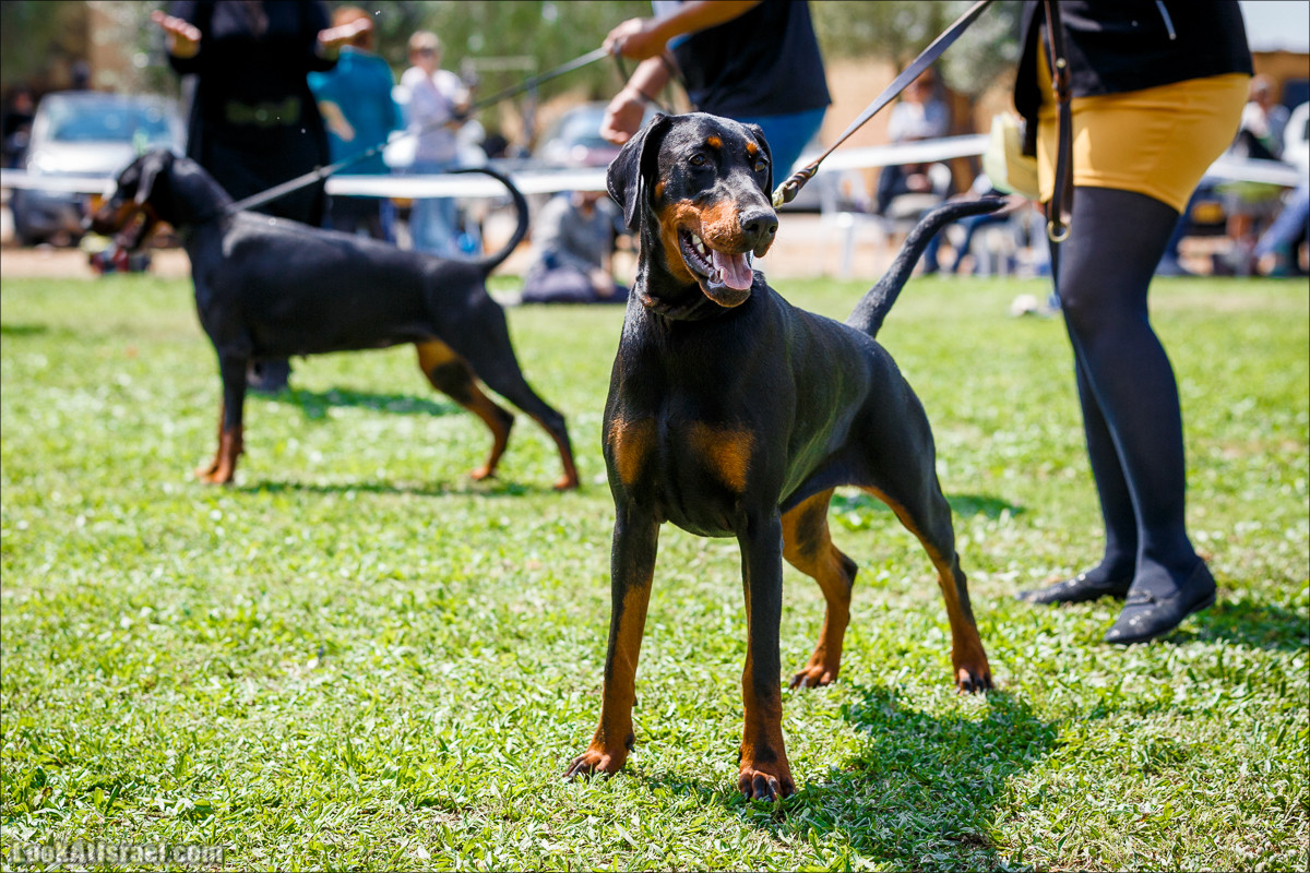 Выставка собак в Канот, Израиль. Доберманы, колли, пинчер, корги, пудель | LookAtIsrael.com - Фото путешествия по Израилю