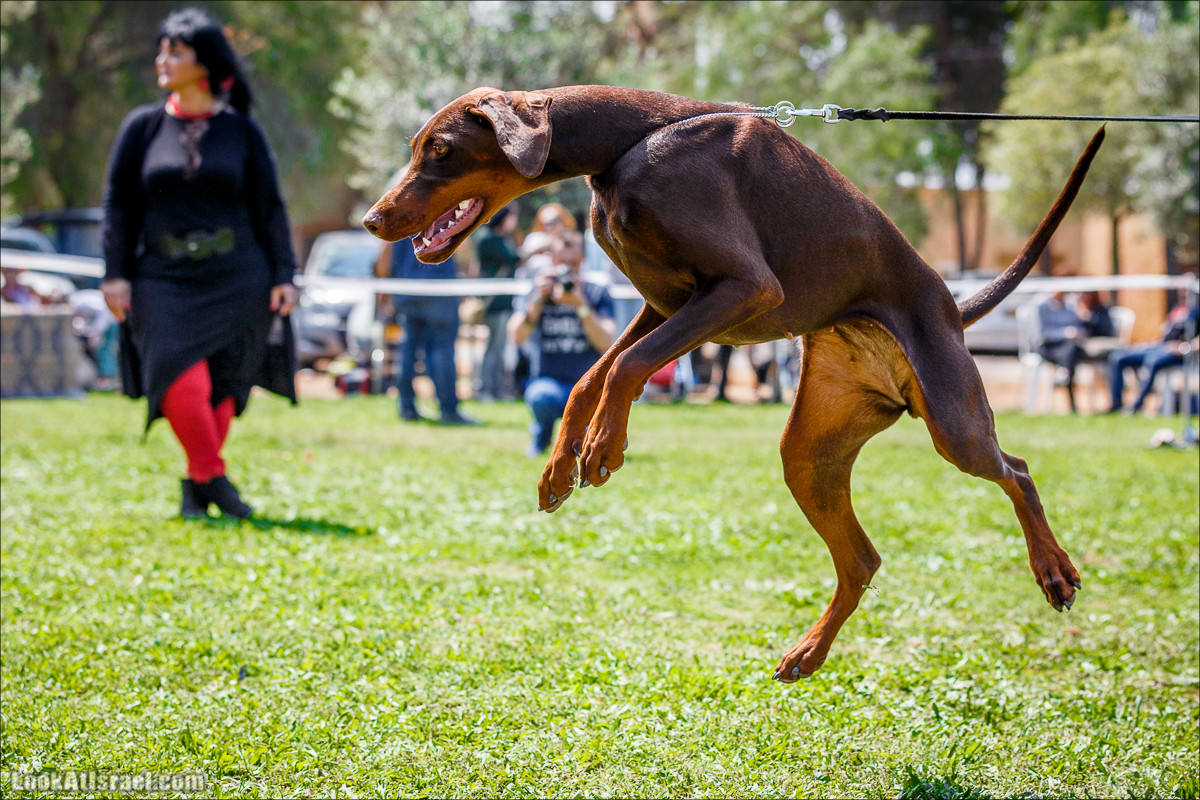 Выставка собак в Канот, Израиль. Доберманы, колли, пинчер, корги, пудель | LookAtIsrael.com - Фото путешествия по Израилю