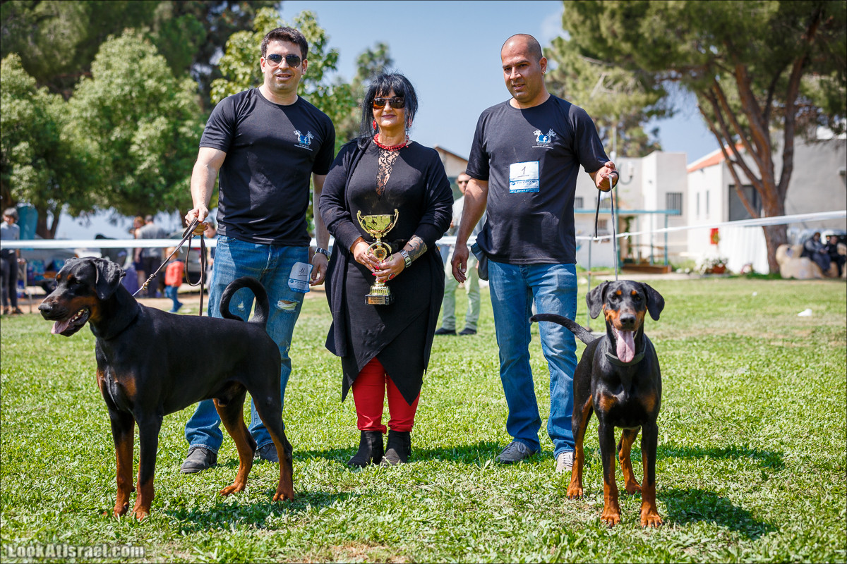 Выставка собак в Канот, Израиль. Доберманы, колли, пинчер, корги, пудель | LookAtIsrael.com - Фото путешествия по Израилю