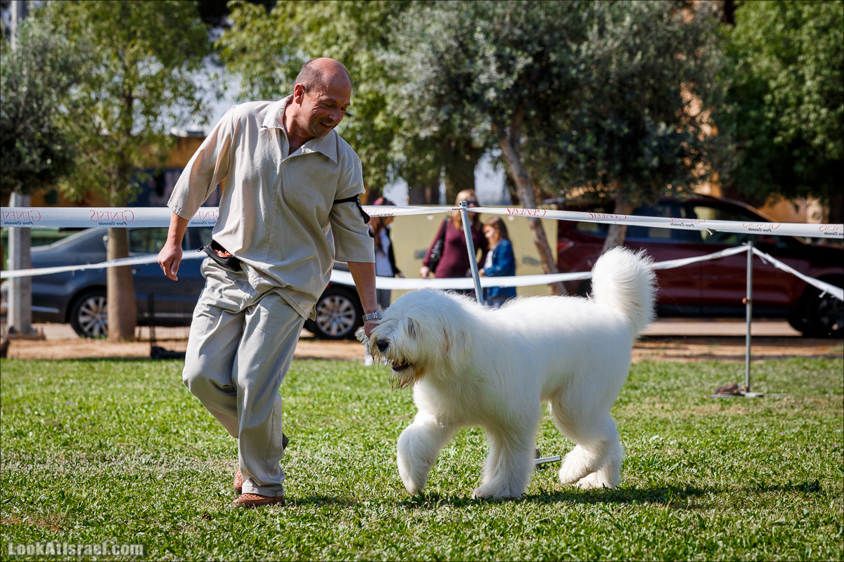 Выставка собак в Канот, Израиль. Доберманы, колли, пинчер, корги, пудель | LookAtIsrael.com - Фото путешествия по Израилю