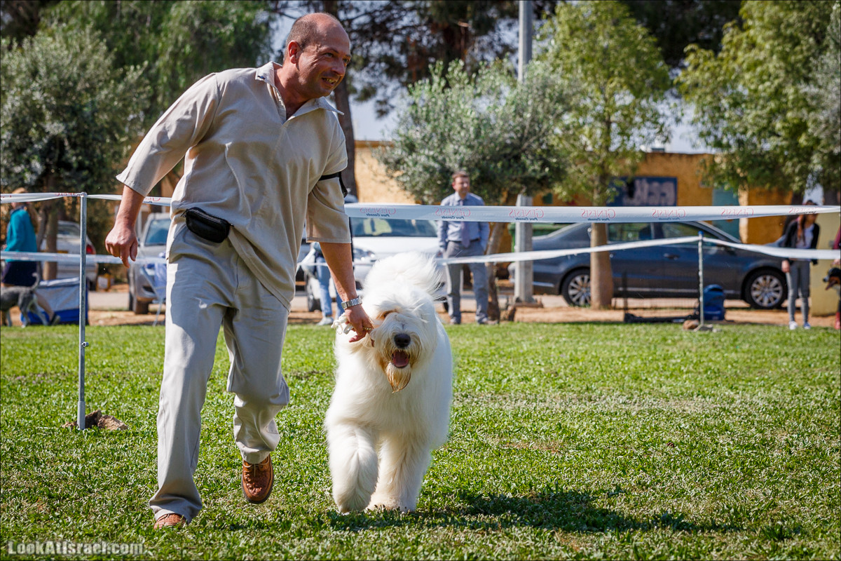 Выставка собак в Канот, Израиль. Доберманы, колли, пинчер, корги, пудель | LookAtIsrael.com - Фото путешествия по Израилю