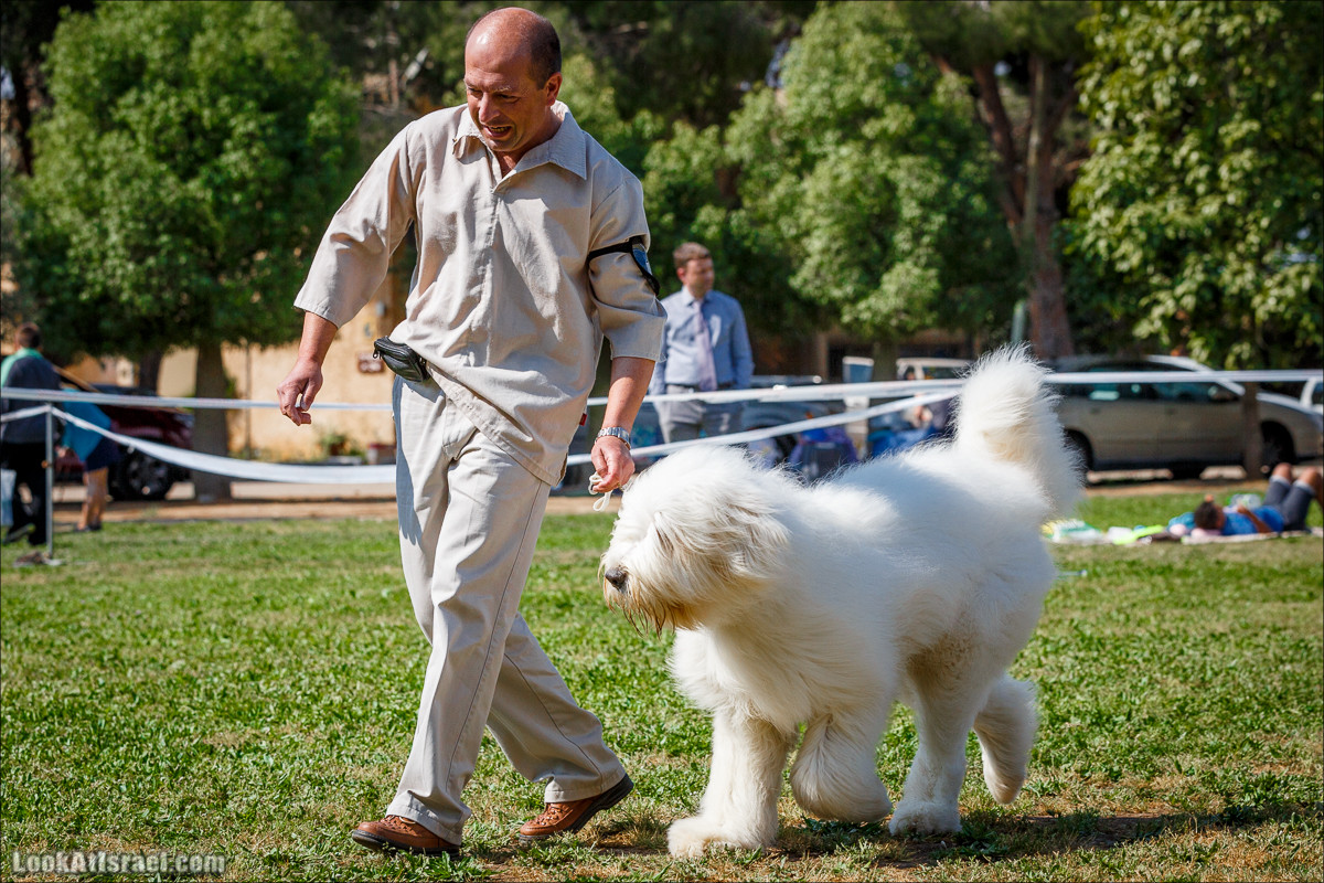Выставка собак в Канот, Израиль. Доберманы, колли, пинчер, корги, пудель | LookAtIsrael.com - Фото путешествия по Израилю
