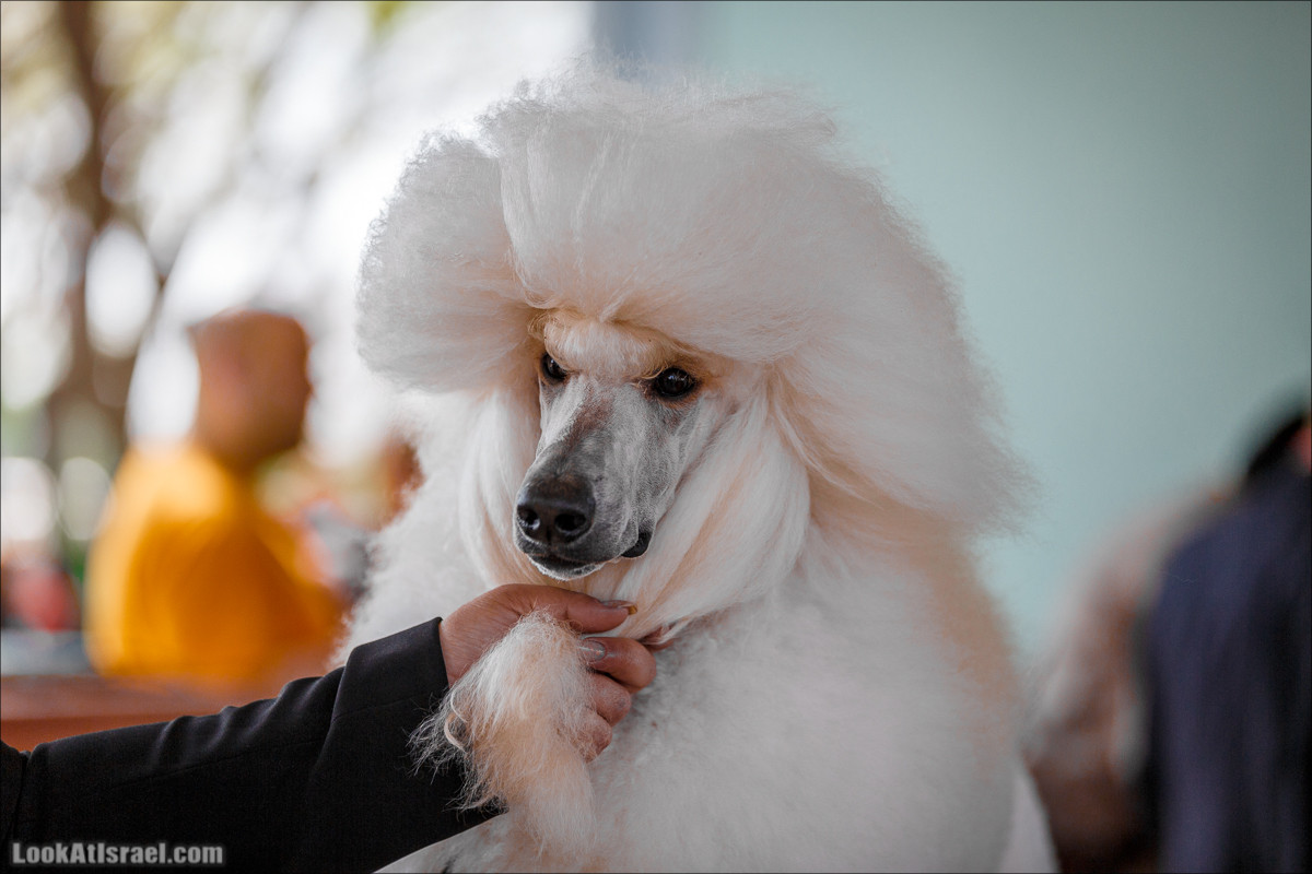 Выставка собак в Канот, Израиль. Доберманы, колли, пинчер, корги, пудель | LookAtIsrael.com - Фото путешествия по Израилю