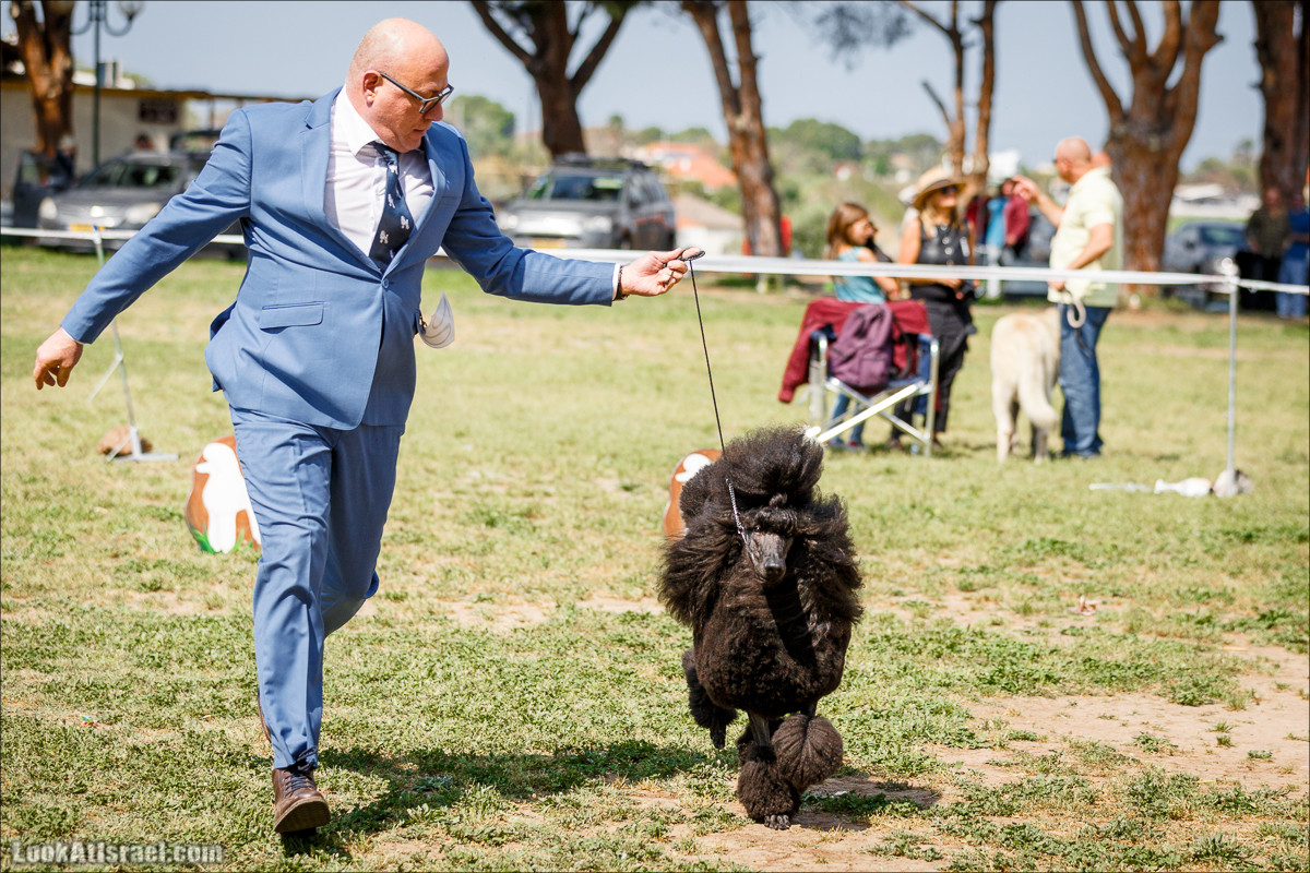 Выставка собак в Канот, Израиль. Доберманы, колли, пинчер, корги, пудель | LookAtIsrael.com - Фото путешествия по Израилю