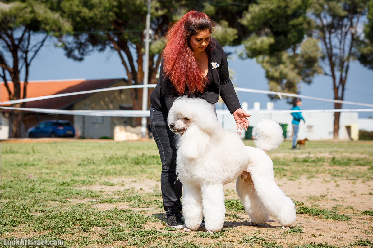 Выставка собак в Канот, Израиль. Доберманы, колли, пинчер, корги, пудель | LookAtIsrael.com - Фото путешествия по Израилю