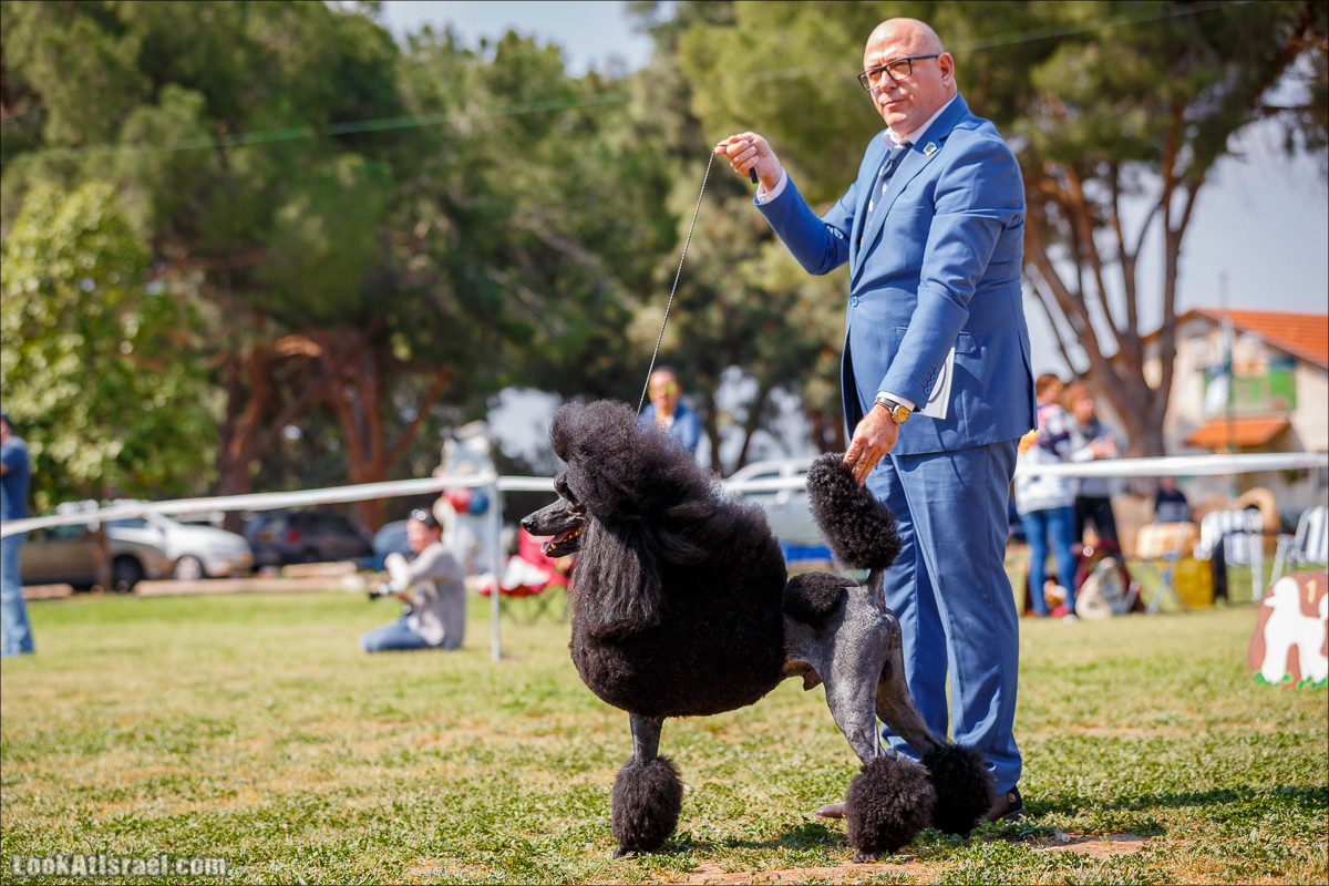 Выставка собак в Канот, Израиль. Доберманы, колли, пинчер, корги, пудель | LookAtIsrael.com - Фото путешествия по Израилю