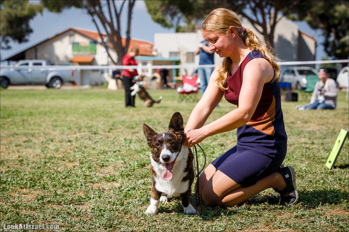 Выставка собак в Канот, Израиль. Доберманы, колли, пинчер, корги, пудель | LookAtIsrael.com - Фото путешествия по Израилю
