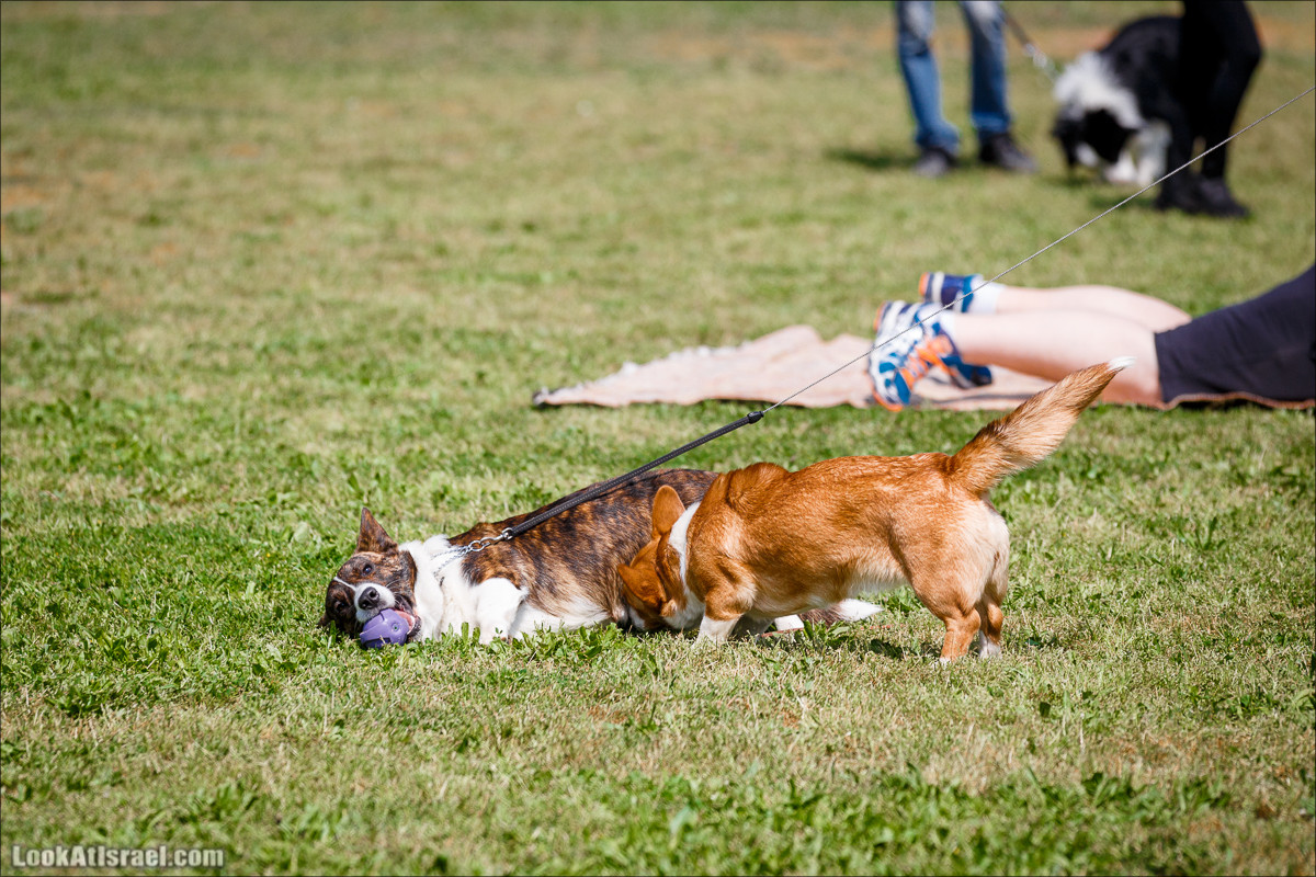 Выставка собак в Канот, Израиль. Доберманы, колли, пинчер, корги, пудель | LookAtIsrael.com - Фото путешествия по Израилю