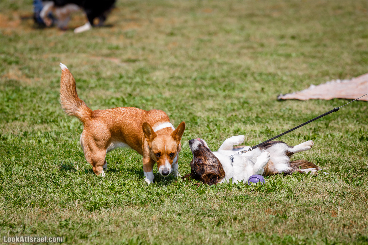 Выставка собак в Канот, Израиль. Доберманы, колли, пинчер, корги, пудель | LookAtIsrael.com - Фото путешествия по Израилю