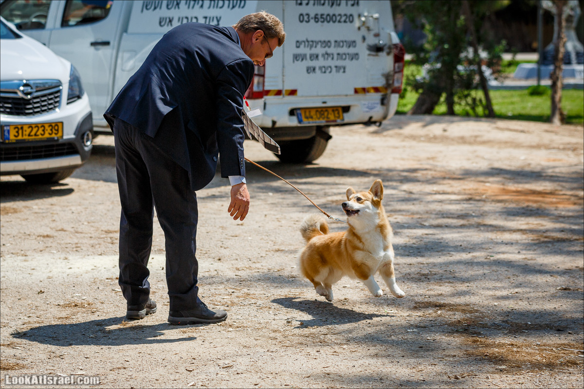Выставка собак в Канот, Израиль. Доберманы, колли, пинчер, корги, пудель | LookAtIsrael.com - Фото путешествия по Израилю