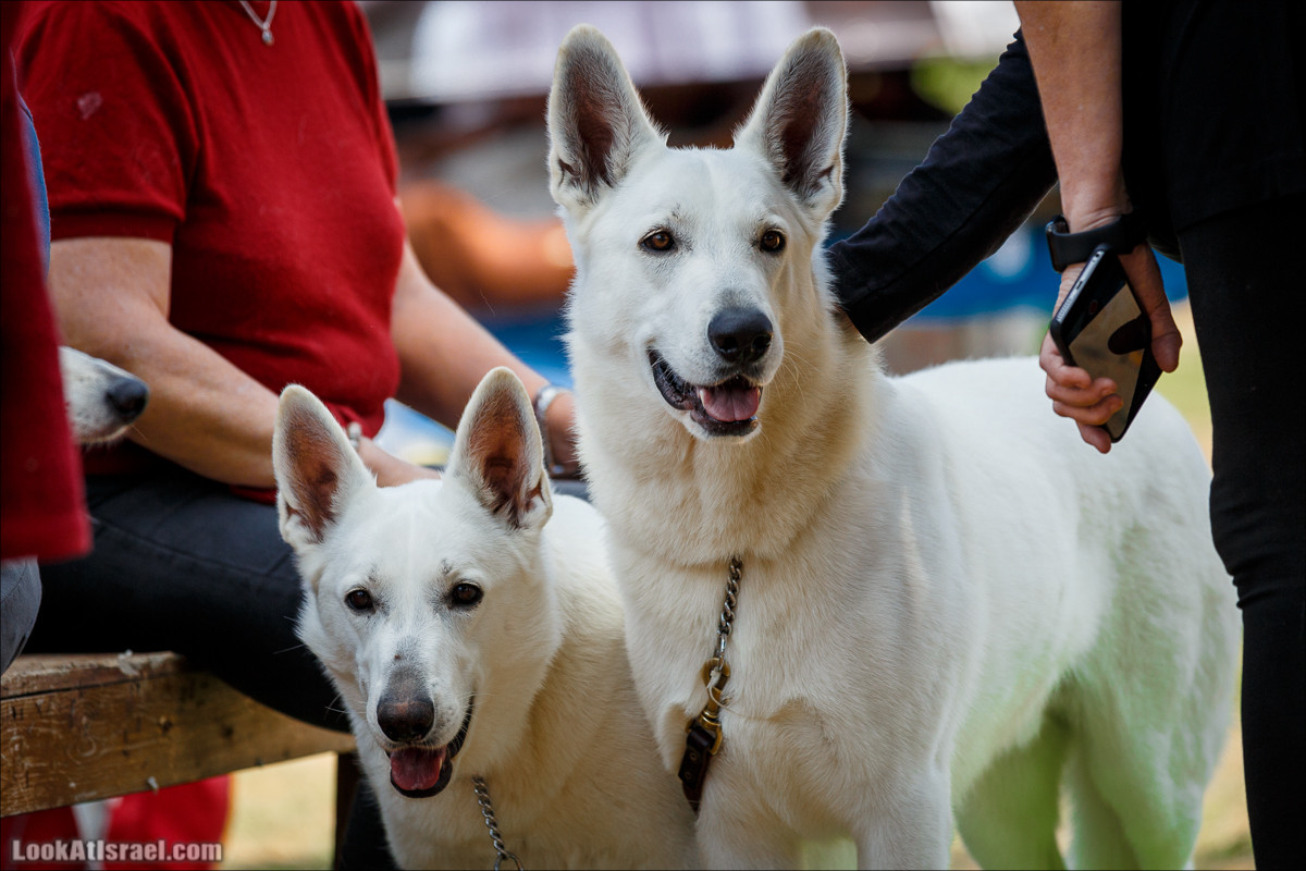Выставка собак в Канот, Израиль. Доберманы, колли, пинчер, корги, пудель | LookAtIsrael.com - Фото путешествия по Израилю