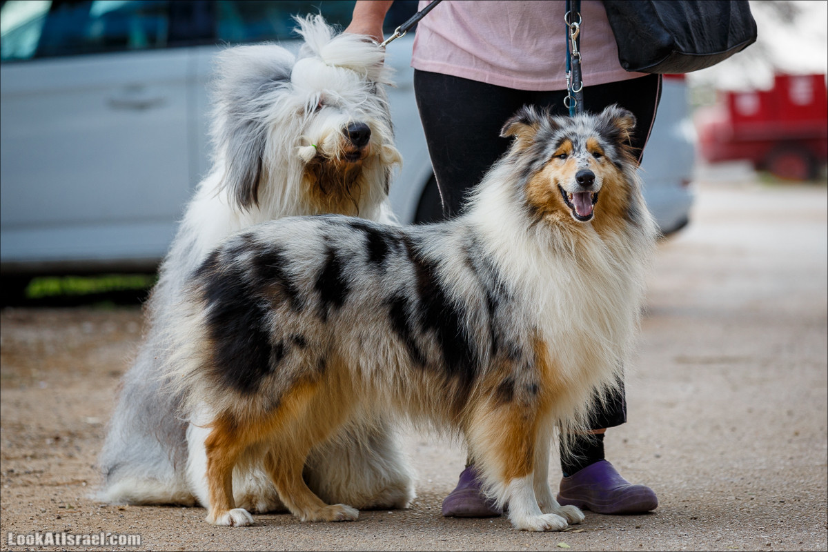 Выставка собак в Канот, Израиль. Доберманы, колли, пинчер, корги, пудель | LookAtIsrael.com - Фото путешествия по Израилю