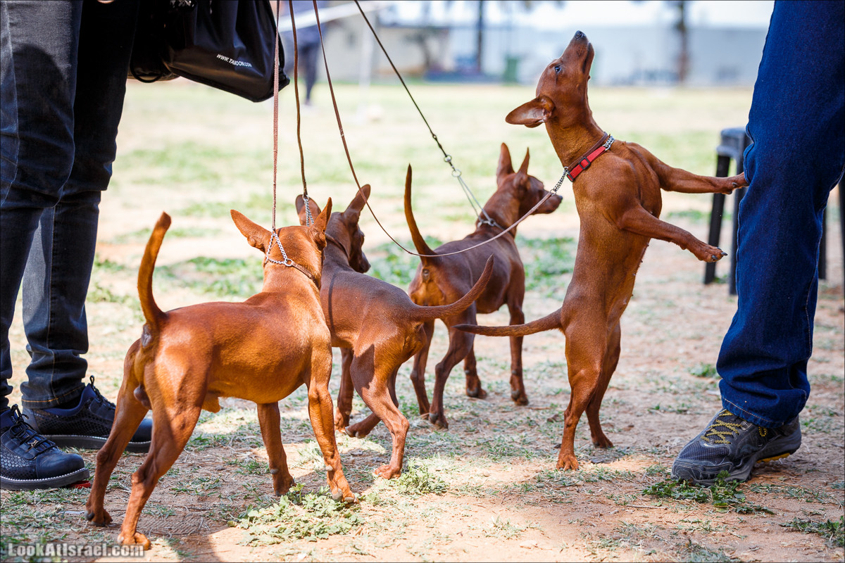 Выставка собак в Канот, Израиль. Доберманы, колли, пинчер, корги, пудель | LookAtIsrael.com - Фото путешествия по Израилю