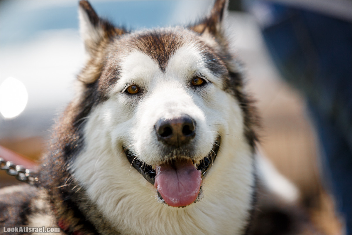 Выставка собак в Канот, Израиль. Доберманы, колли, пинчер, корги, пудель | LookAtIsrael.com - Фото путешествия по Израилю