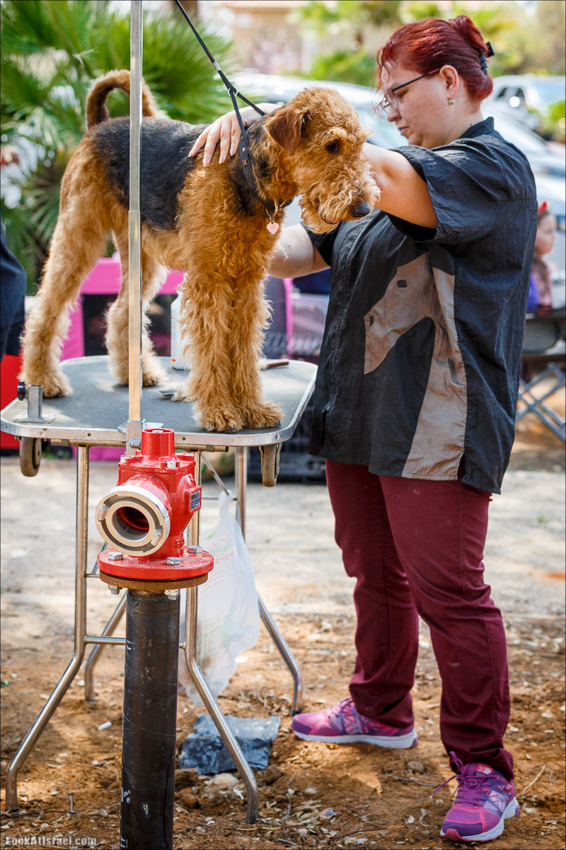 Выставка собак в Канот, Израиль. Доберманы, колли, пинчер, корги, пудель | LookAtIsrael.com - Фото путешествия по Израилю