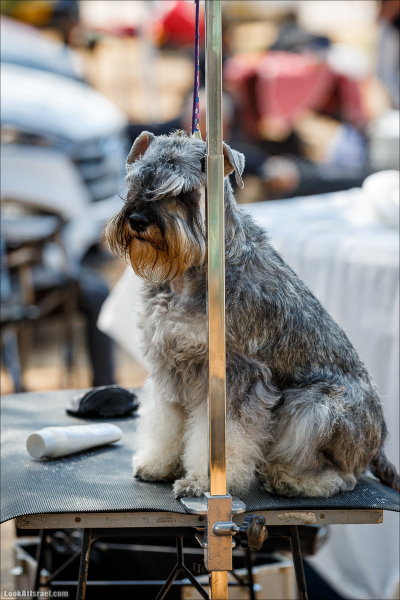 Выставка собак в Канот, Израиль. Доберманы, колли, пинчер, корги, пудель | LookAtIsrael.com - Фото путешествия по Израилю