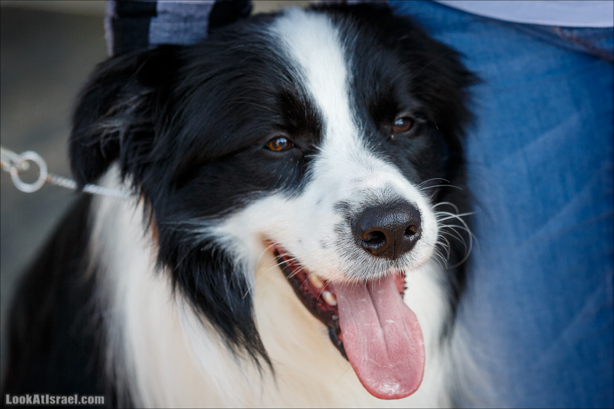 Выставка собак в Канот, Израиль. Доберманы, колли, пинчер, корги, пудель | LookAtIsrael.com - Фото путешествия по Израилю