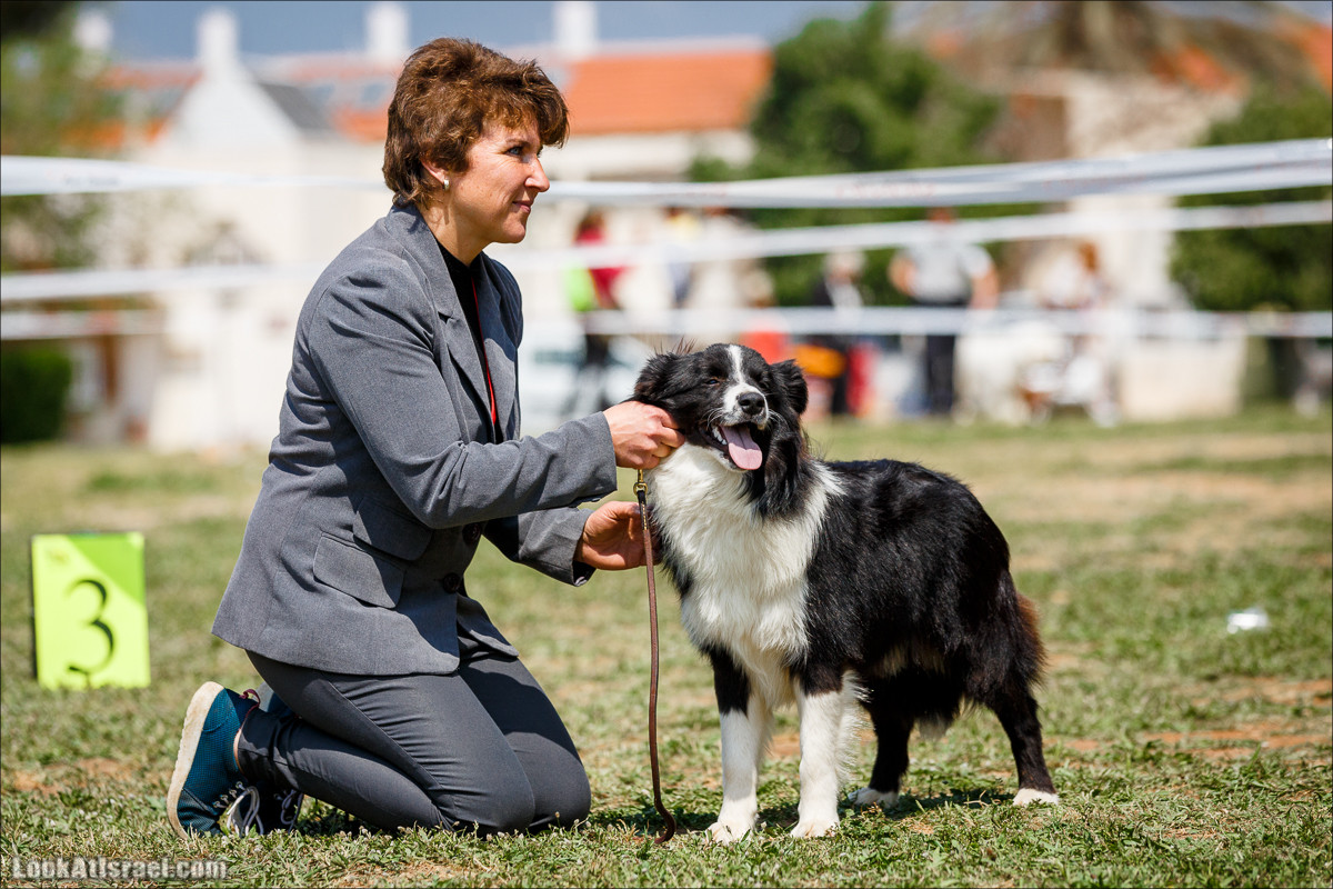 Выставка собак в Канот, Израиль. Доберманы, колли, пинчер, корги, пудель | LookAtIsrael.com - Фото путешествия по Израилю