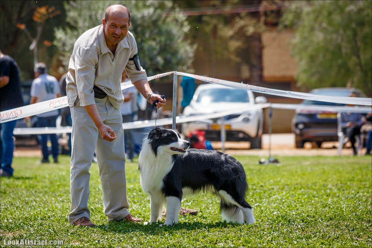 Выставка собак в Канот, Израиль. Доберманы, колли, пинчер, корги, пудель | LookAtIsrael.com - Фото путешествия по Израилю