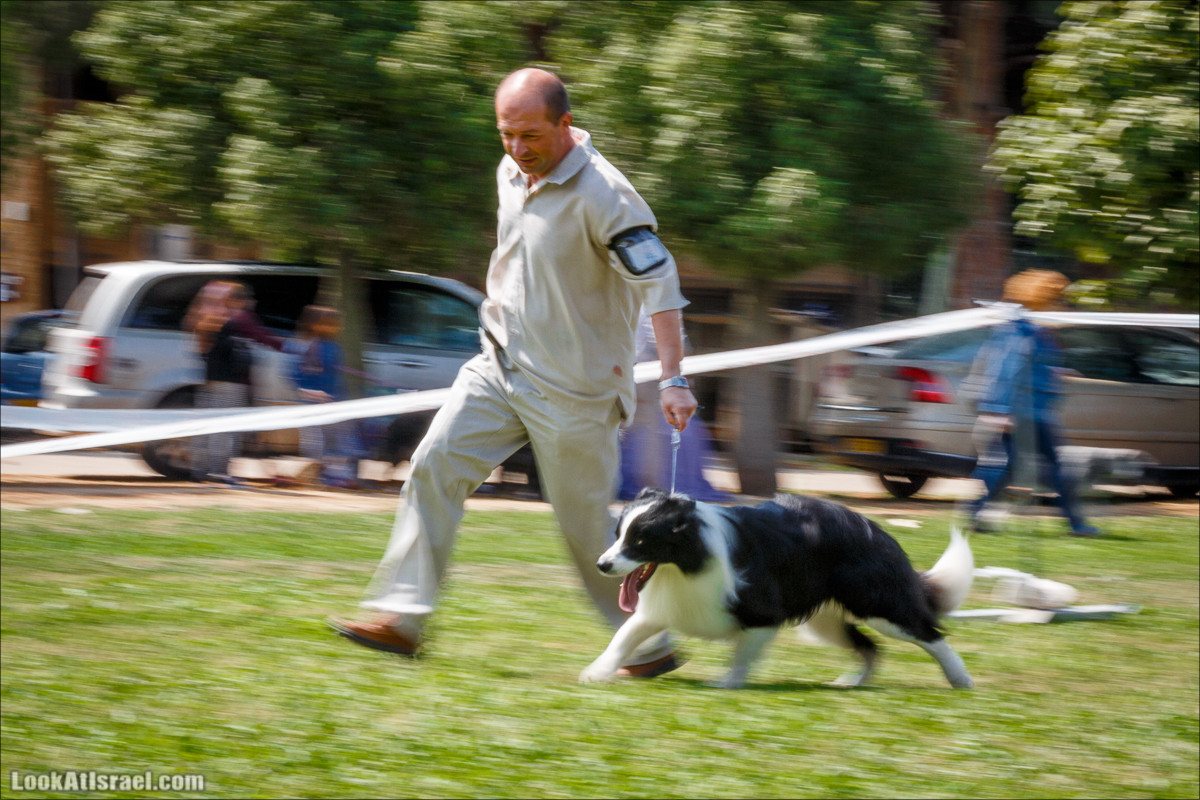 Выставка собак в Канот, Израиль. Доберманы, колли, пинчер, корги, пудель | LookAtIsrael.com - Фото путешествия по Израилю