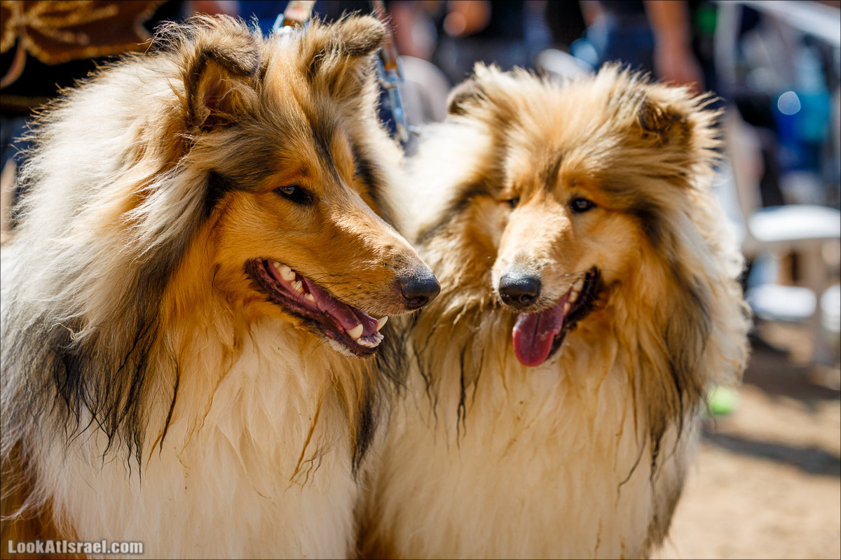 Выставка собак в Канот, Израиль. Доберманы, колли, пинчер, корги, пудель | LookAtIsrael.com - Фото путешествия по Израилю