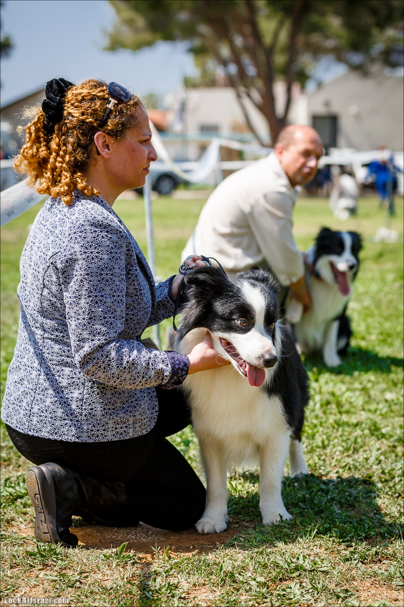 Выставка собак в Канот, Израиль. Доберманы, колли, пинчер, корги, пудель | LookAtIsrael.com - Фото путешествия по Израилю
