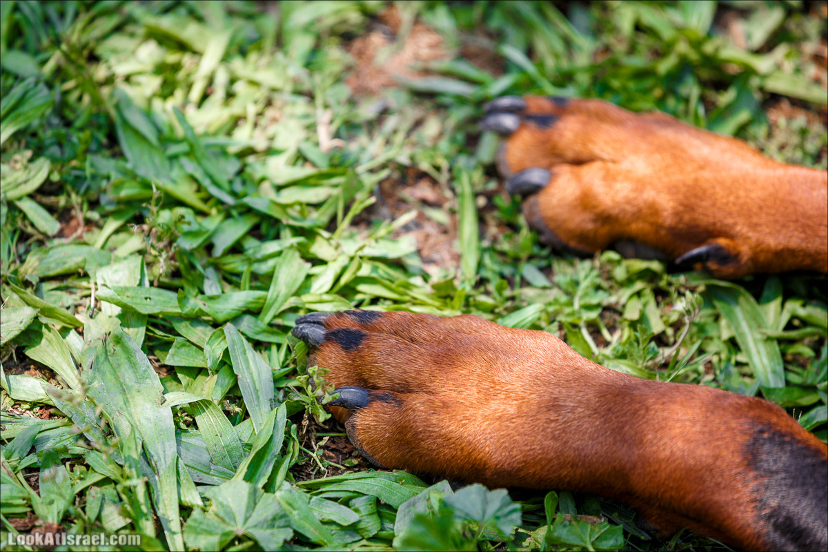 Выставка собак в Канот, Израиль. Доберманы, колли, пинчер, корги, пудель | LookAtIsrael.com - Фото путешествия по Израилю
