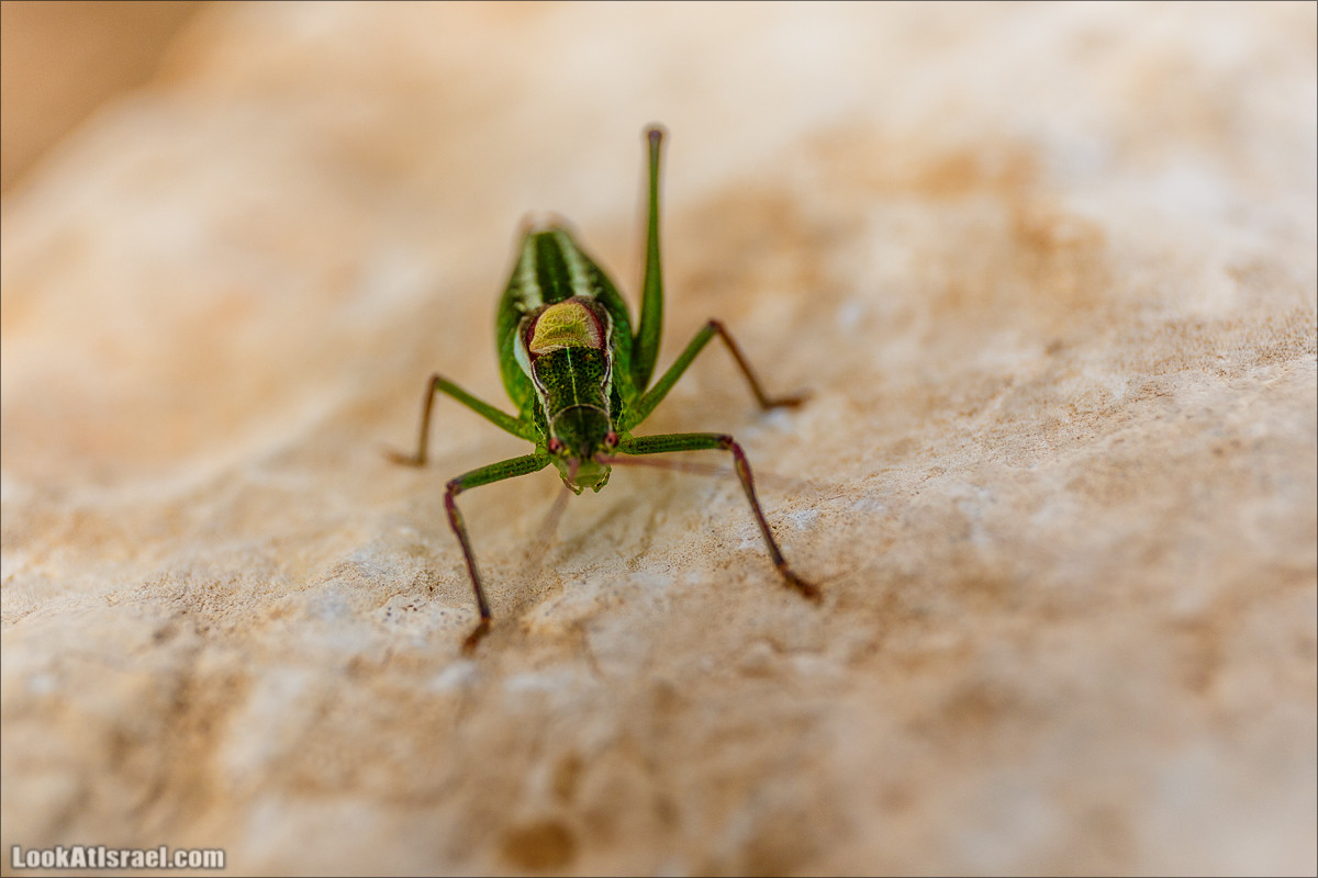 Пасхальный исход из будней по пути Авраама | LookAtIsrael.com - Фото путешествия по Израилю