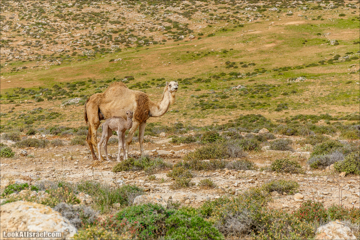 Пасхальный исход из будней по пути Авраама | LookAtIsrael.com - Фото путешествия по Израилю
